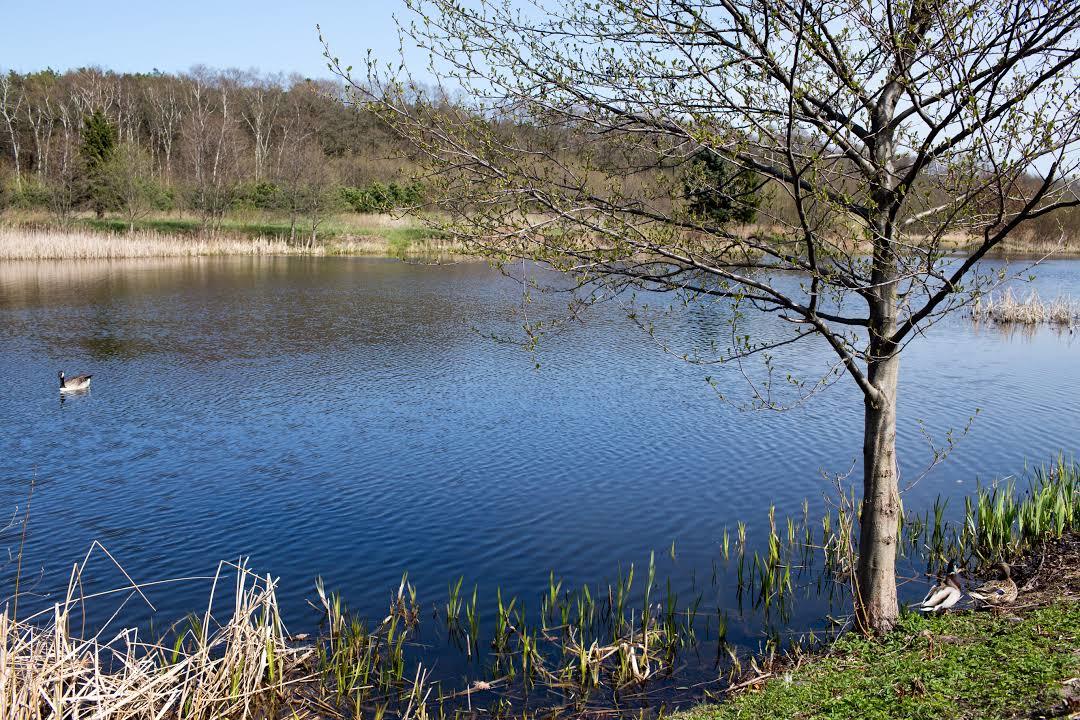 Park Prezydenta Ronalda Reagana